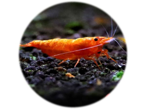 Neocaridina Orange Fire