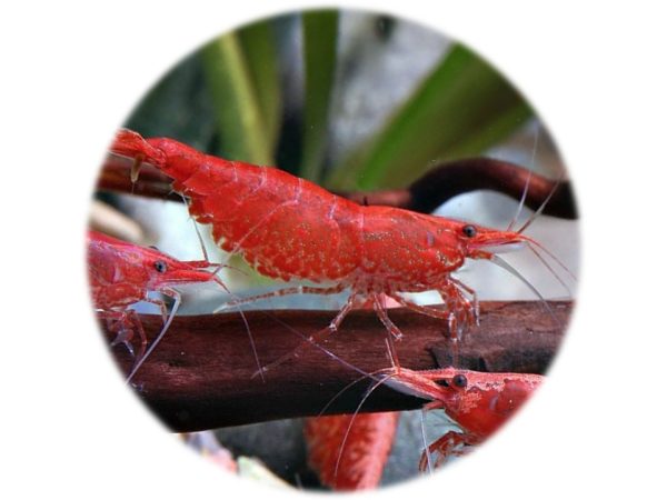 Neocaridina Red Cherry