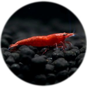 Neocaridina Red Fire