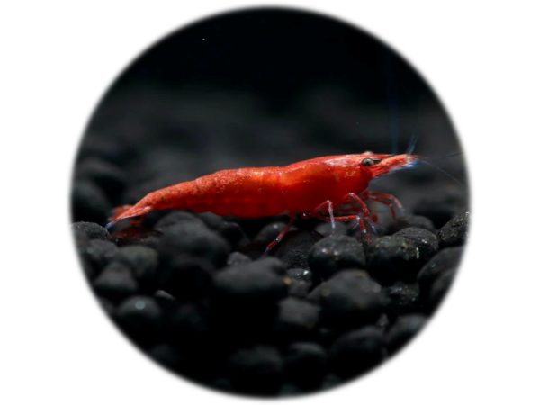 Neocaridina Red Fire