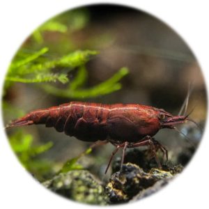 Neocaridina Red Onyx