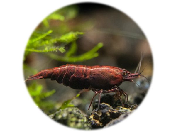 Neocaridina Red Onyx
