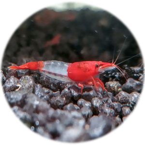 Neocaridina Red Rili