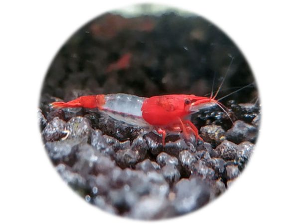 Neocaridina Red Rili