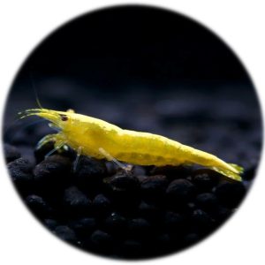 Neocaridina Yellow Golden Back