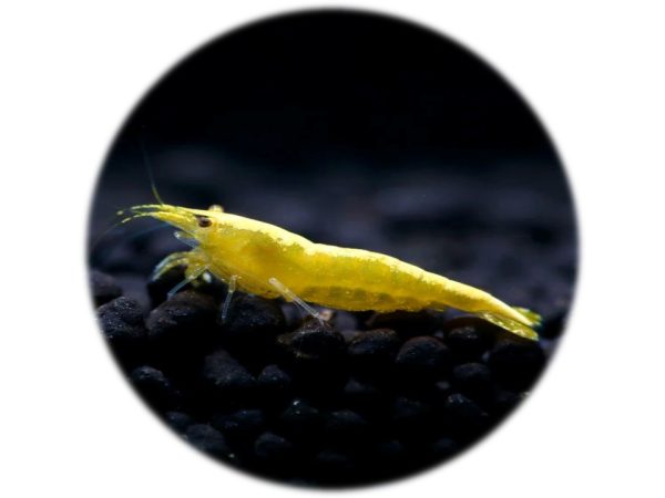 Neocaridina Yellow Golden Back