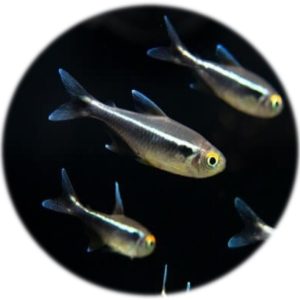 Neon Negro (Hyphessobrycon Herbertaxelrodi)