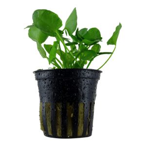 Nymphoides hydrophylla 'Taiwan' (Facil)