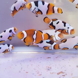 Ocellaris Snowflake (Tank Bred) (3cm)