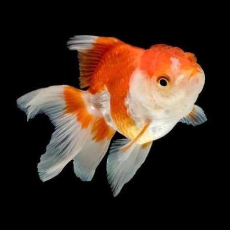 Oranda Surtido (4 6cm)