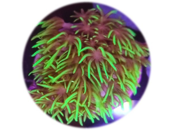 Pachyclavularia