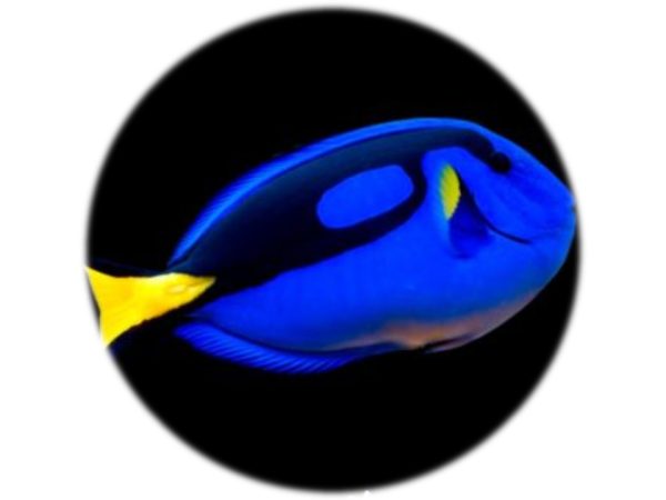 Paracanthurus Hepatus (M)