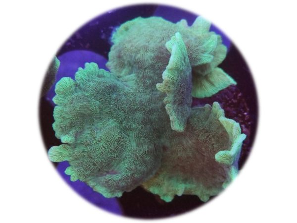 Pavona Cactus Verde (pólipos cortos)