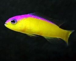 Pictichromis Diadema