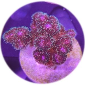 Pocillopora Damicornis Rosa/Lila/Verde