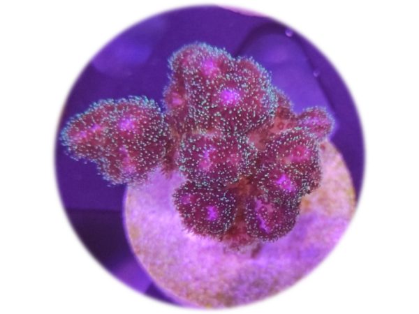 Pocillopora Damicornis Rosa/Lila/Verde