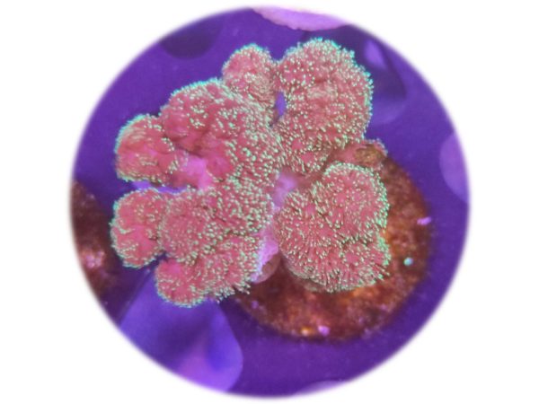 Pocillopora Damicornis Verde