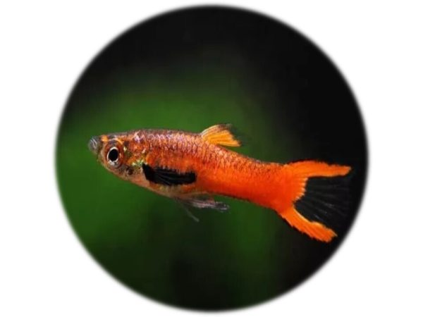 Poecilia Endleri Macho Rojo Scarlet