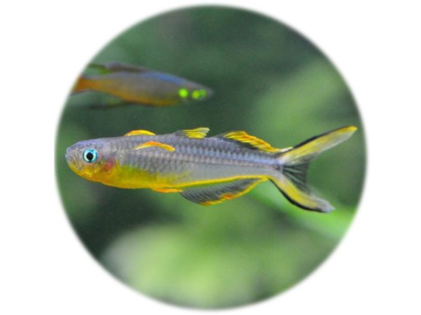 Popondetta Furcata