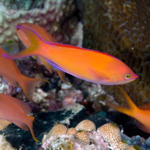 Pseudanthias Dispar