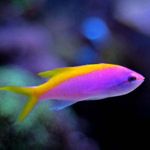 Pseudanthias Evansi