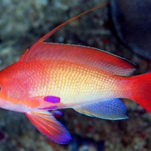 Pseudanthias Squamipinnis Macho (10 12cm)