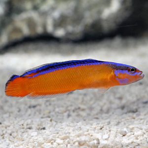 Pseudochromis Aldabraensis