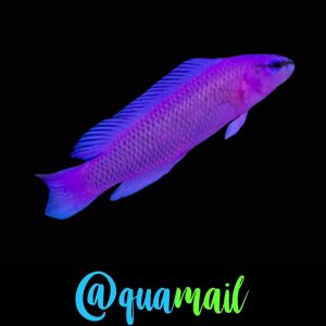 Pseudochromis Fridmani