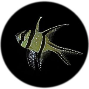 Pterapogon Kauderni (M)