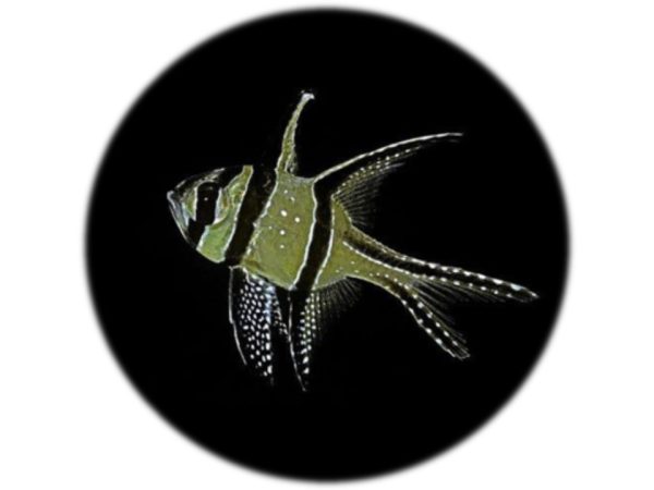 Pterapogon Kauderni (M)