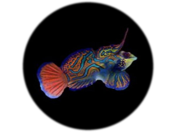 Pterosynchiropus Splendidus