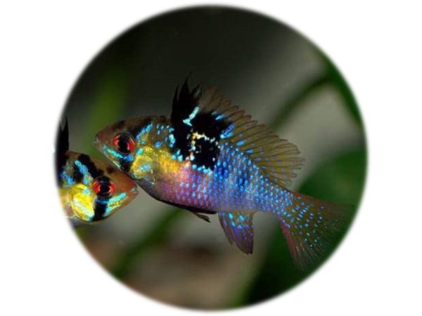 Ramiretzi Azul Aleman