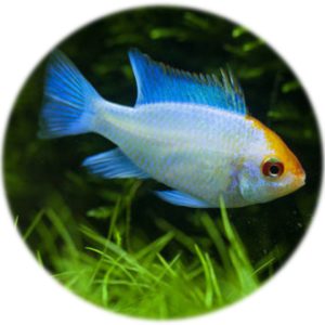Ramiretzi Azul eléctrico