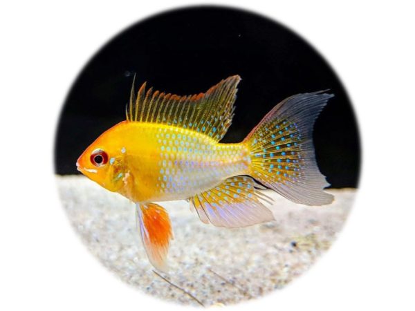 Ramiretzi Oro