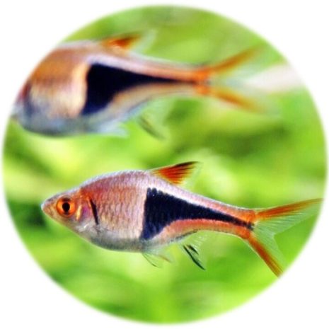 Rasbora Arlequín (2und)