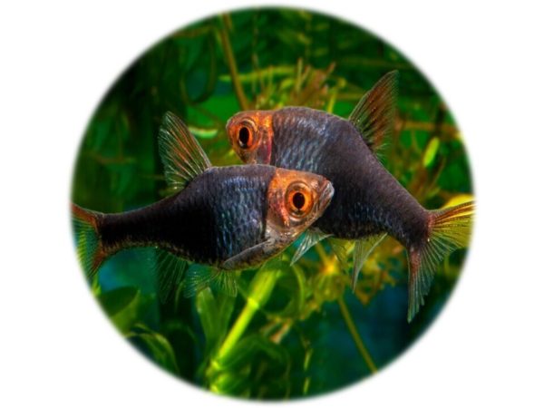 Rasbora Arlequín Negro (Heteromorpha Black) 6und