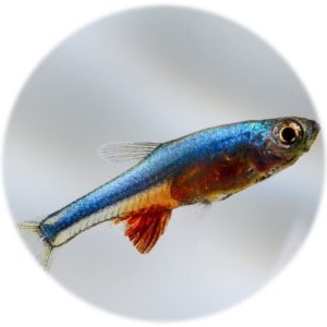 Rasbora Axelrodi Azul (3und)