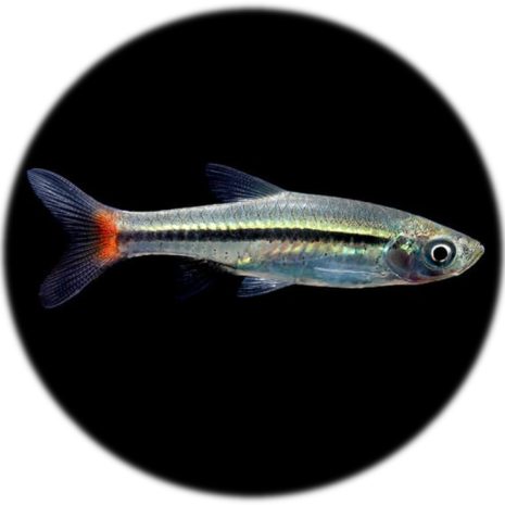 Rasbora Cola Roja (Rasbora borapetensis)(2und)