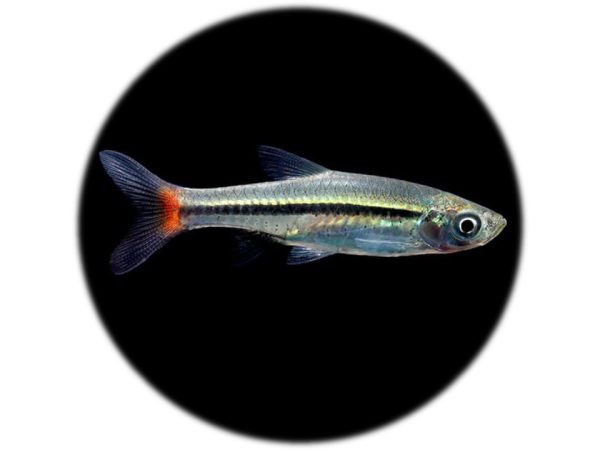 Rasbora Cola Roja (Rasbora borapetensis)(2und)