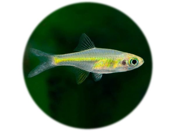 Rasbora Kubotai