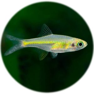 Rasbora Kubotai (2und)