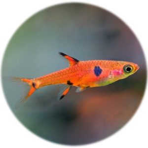 Rasbora Maculata