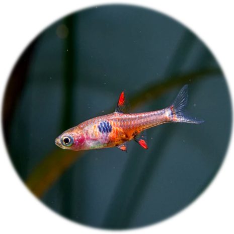 Rasbora Merah Roja (3und)