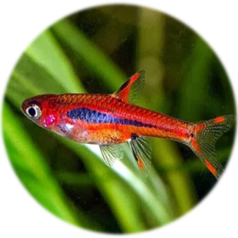 Rasbora Mosquito (Brigittae)