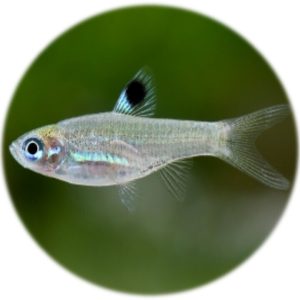 Rasbora Ojo Esmeralda (Dorsiocellata) (2und)