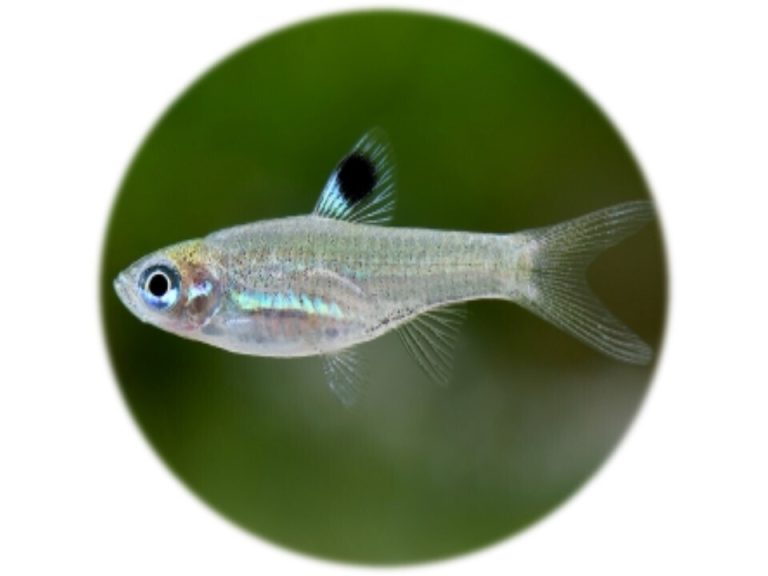 Rasbora Ojo Esmeralda (Dorsiocellata) (2und)