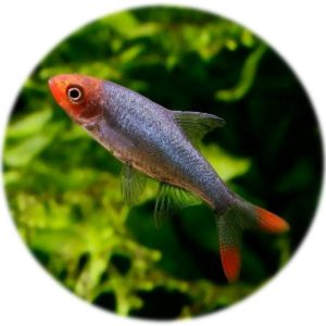 Rasbora Sawbwa