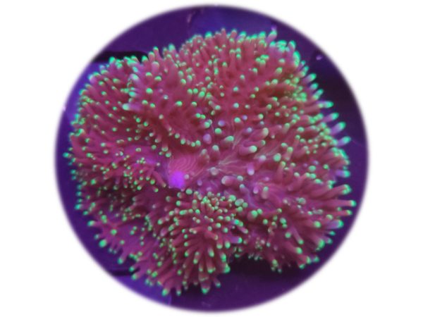 Rhodactis Indonesia Puntas Verdes