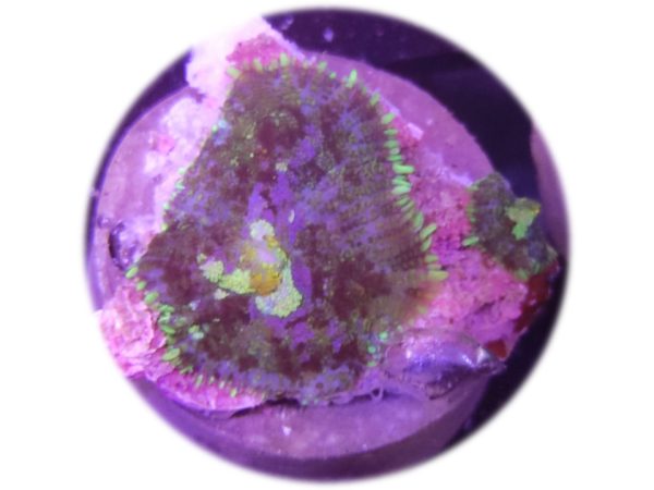 Rhodactis Indonsinensis Purple