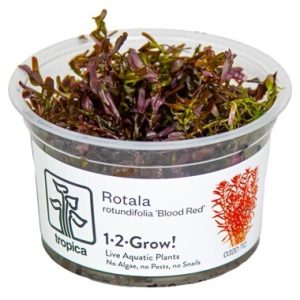 Rotala rotundifolia 'Blood Red' (Med)